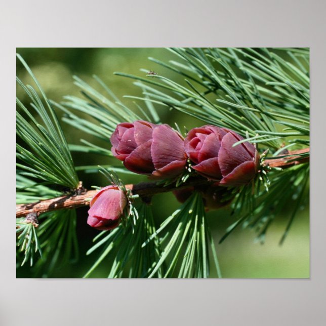 Poster Bébé Miniature Pine Cônes Nature (Devant)