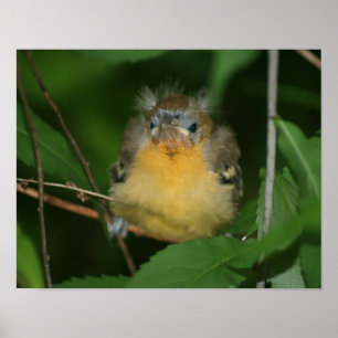 Poster Bébé Oriole oiseau naissant