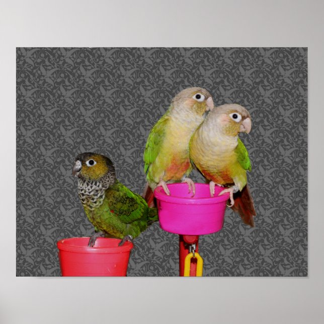Poster Bébé Perroquets de consin animal (Devant)