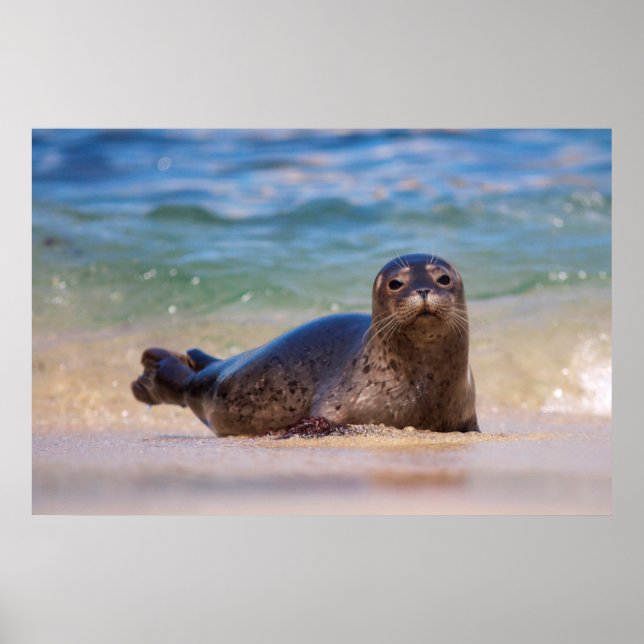 Poster Bébé phoque commun dans l'eau (Devant)