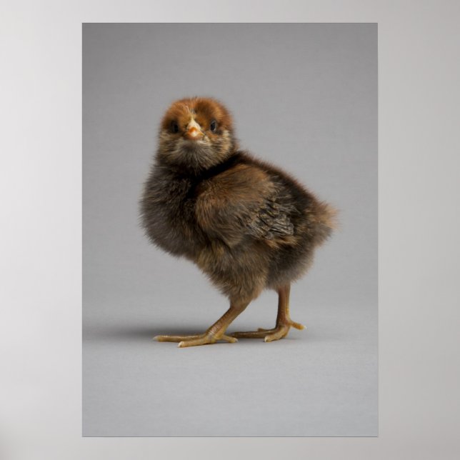 Poster Bébé poulet (Devant)