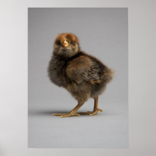 Poster Bébé poulet