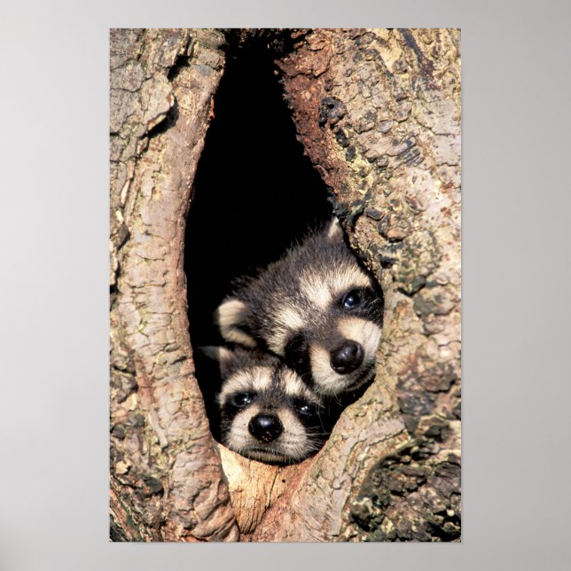 Poster Bébé Raccoons se jetant dans l'arbre (Devant)