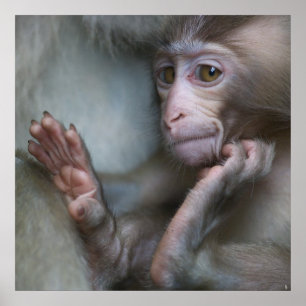 Poster Bébé singe