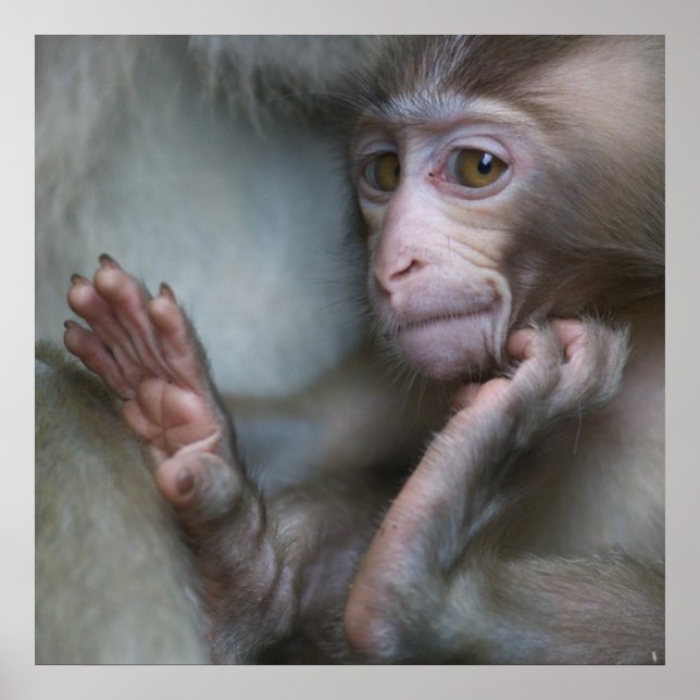 Poster Bébé singe (Devant)