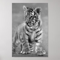 Bébé Tigre en noir et blanc