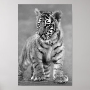 Poster Bébé Tigre en noir et blanc