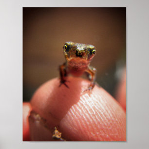 Poster Bébé Toad / Tadpole