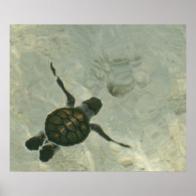 Poster Bébé Tortue De Mer Se Baignant Dans La Mer (Devant)