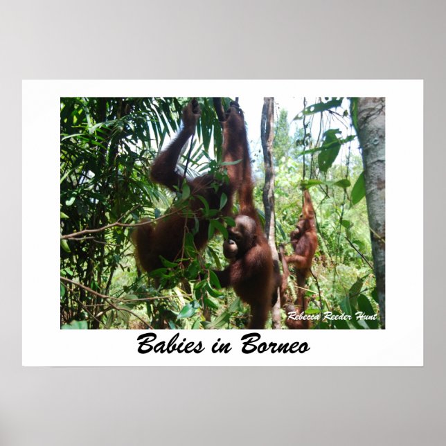 Poster Bébés en Bornéo (Devant)
