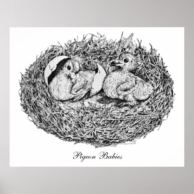 Poster Bébés Nid de Pigeon (Devant)
