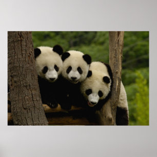 Poster Bébés pandas géants Ailuropoda melanoleuca)