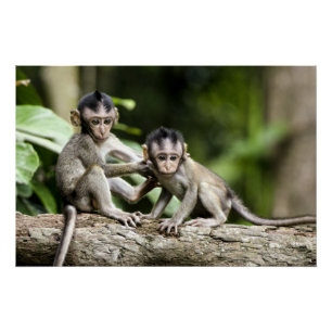 Poster Bébés singes dans la nature