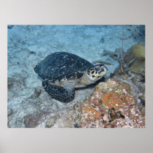 Poster Bécasseau à Hawksbill