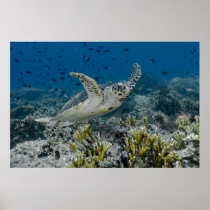 Poster Bécasseau à Hawksbill La natation de la tortue mar