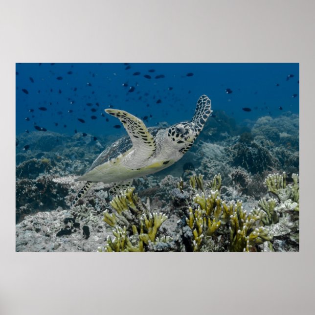 Poster Bécasseau à Hawksbill La natation de la tortue mar (Devant)