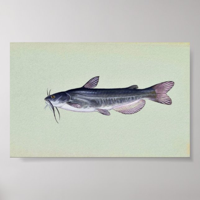Poster Bécasseau blanc (Devant)