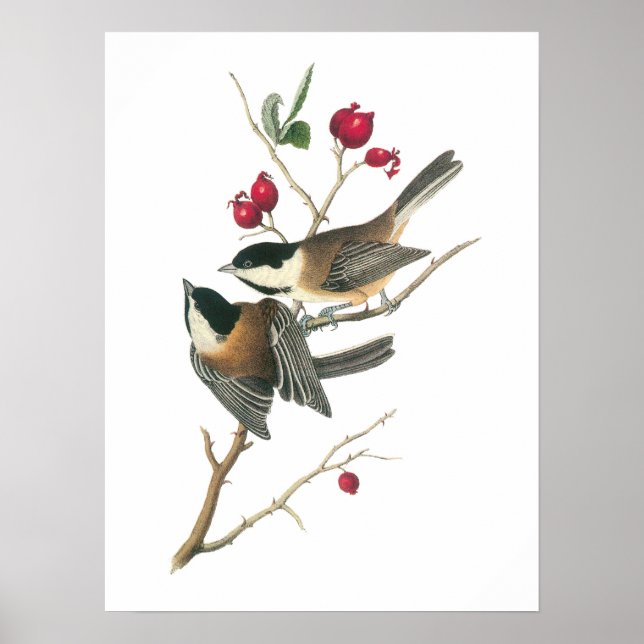 Poster Bécasseau noir par Audubon (Devant)
