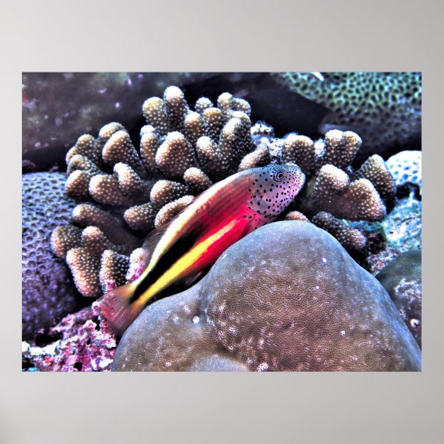 Poster Bécasseau sur le corail (Devant)