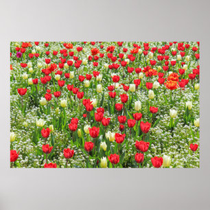 Poster Bed of Tulips, Gorsedd Gardens, Cardiff, Pays de G
