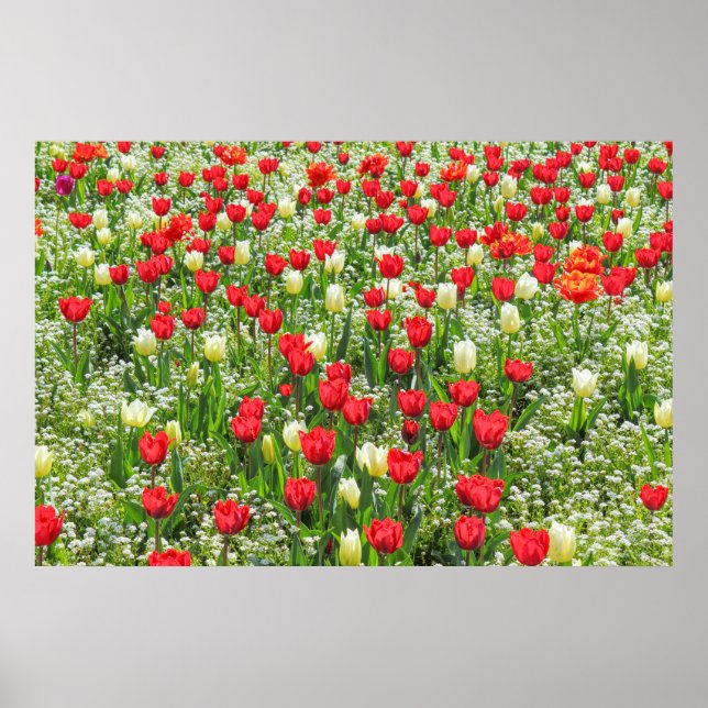 Poster Bed of Tulips, Gorsedd Gardens, Cardiff, Pays de G (Devant)