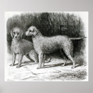 Poster Bedlington Terriers- Mr. F. Armstrong's