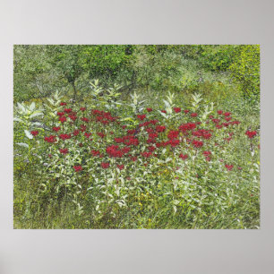 Poster Bee Balm (Bergamont) en août