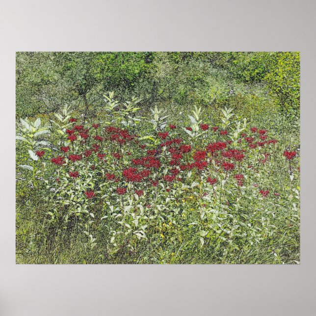 Poster Bee Balm (Bergamont) en août (Devant)