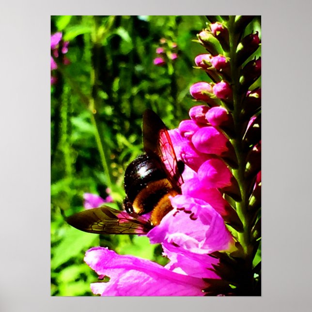 Poster Bee Butt (Devant)