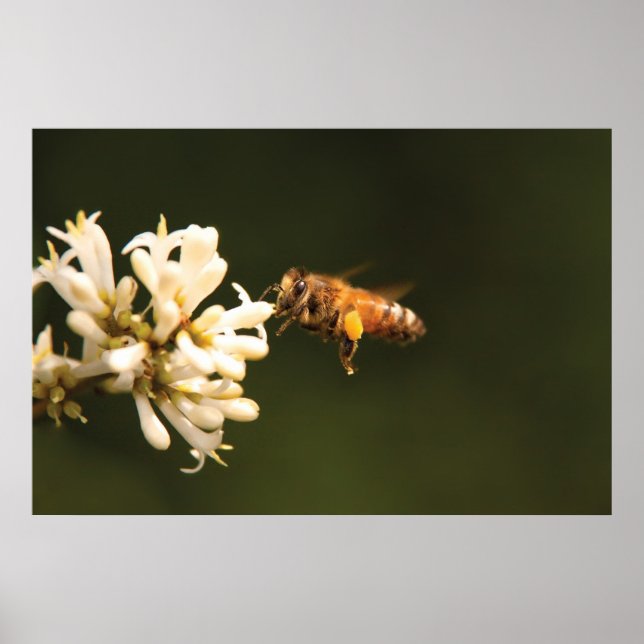 Poster Bee - Chéri Je suis chez moi (Devant)