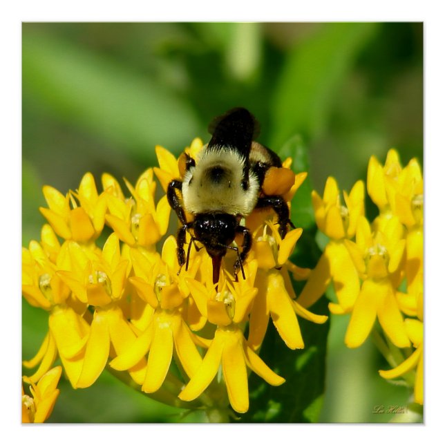 Poster Bee Feasting on Butterfly Weed Wildflowers (Devant)