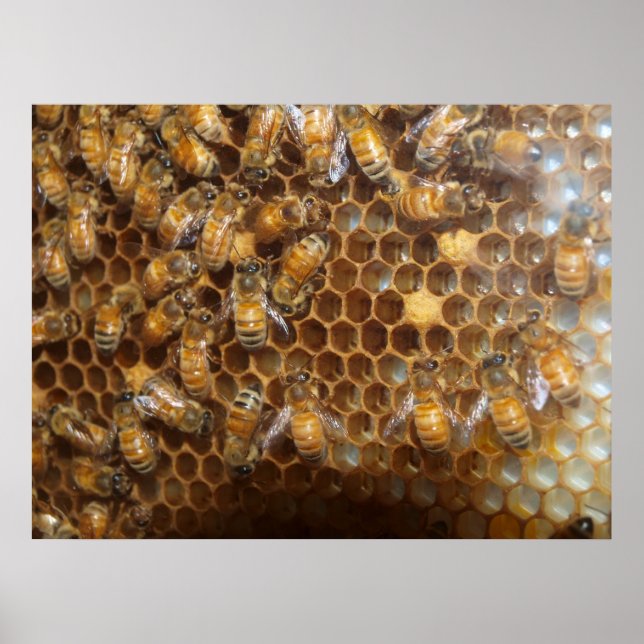 Poster Bee Hive (Devant)