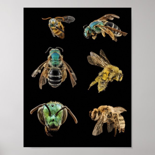 Poster Bee Magnified images photos insectes insectes inse (Devant)