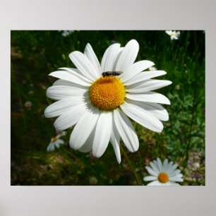 Poster Bee on Daisy Alaskan Summer Nature