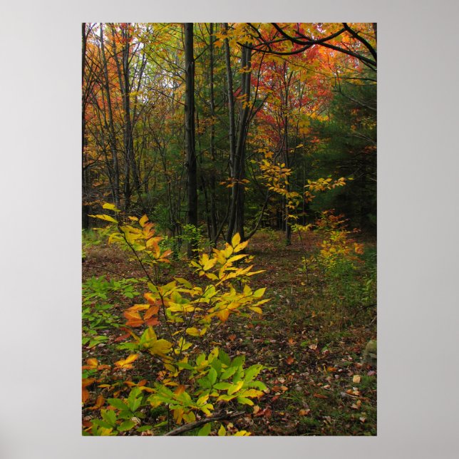 Poster Beech Woods (Devant)