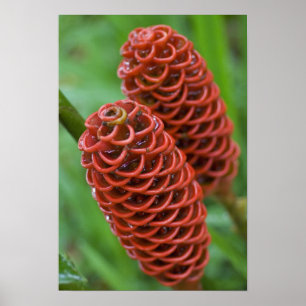 Poster Beehive Ginger, Zingiber (spéctabile),