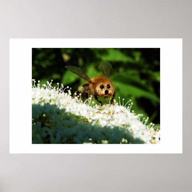 Poster Beeog (Devant)