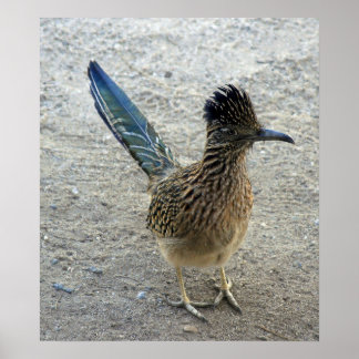Poster Béep Beep Roadrunner