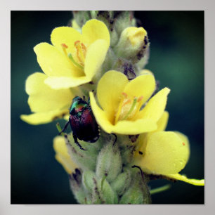 Poster Beetle sur la fleur Mullein sauvage