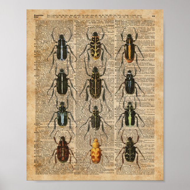 Poster Beetles Bugs Zoologie Illustration Vintage (Devant)