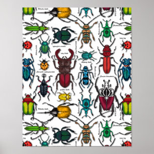 Poster Beetons sur blanc