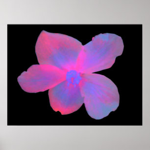 Poster Bégonia Fluorescent