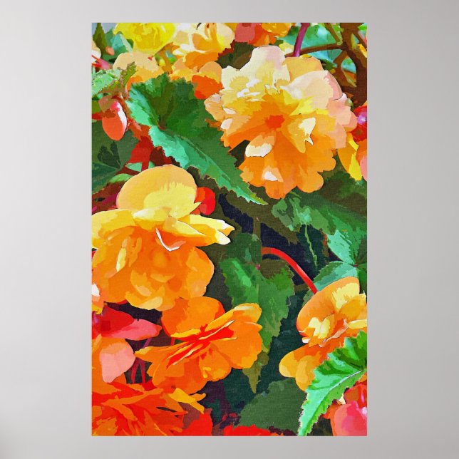 POSTER BEGONIAS (Devant)