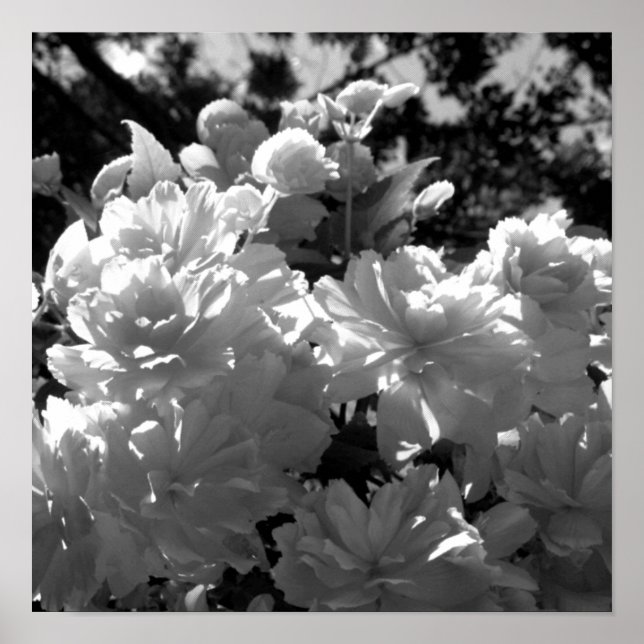 Poster Bégonias (Devant)