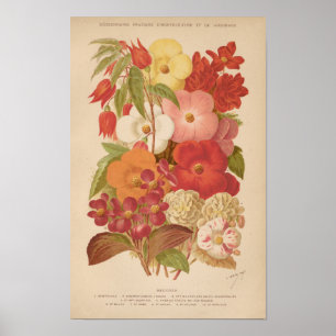 Poster Bégonie   George Nicholson