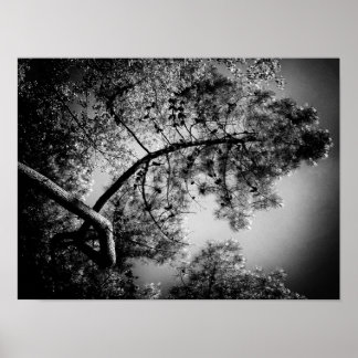 Poster Bel arbre de pin incurvé