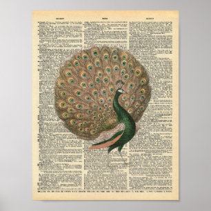 Poster Bel oiseau de paon d'art vintage de dictionnaire