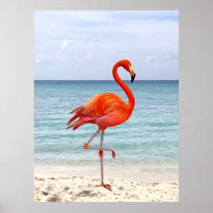 Poster Bel oiseau flamant rose sur la plage