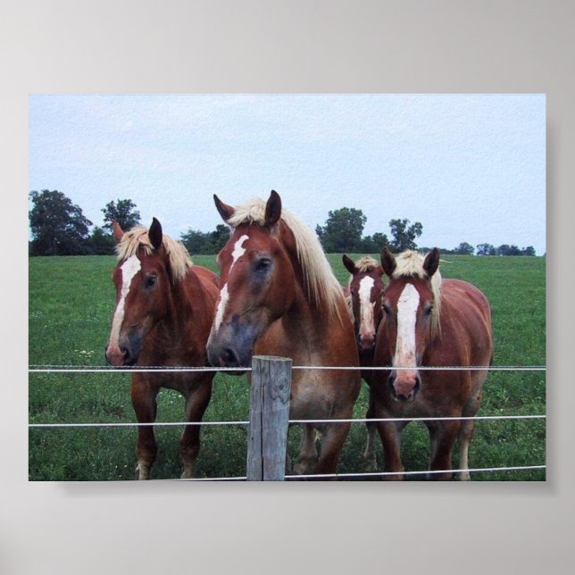 Poster Belgian Horses (Devant)
