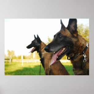 Poster belgian shepherd malinois